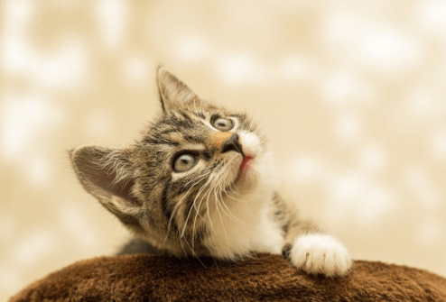 A curious kitten with gray and white fur looks upward, resting its paw on a brown surface, with a blurred beige background.