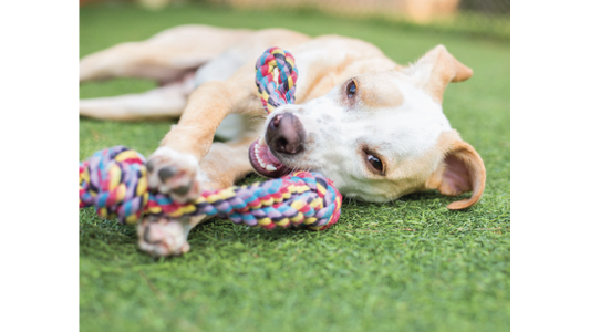 A playful dog relaxing on grass, chewing a colorful rope toy, with a content expression.