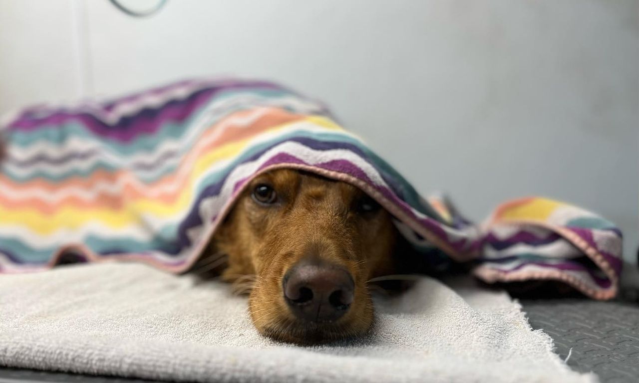 dog