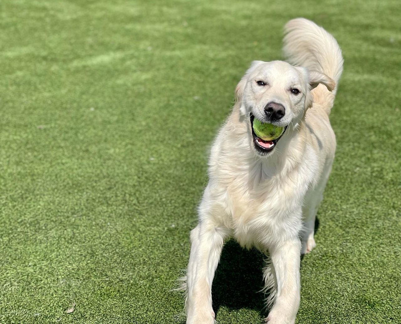 Golden retriever playing on grass, holding a green tennis ball in its mouth, tail wagging excitedly.
