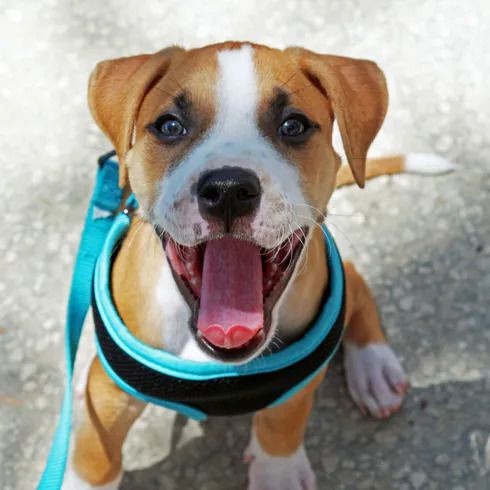 Happy puppy on a leash with a wide smile, sitting on a textured surface, wearing a blue harness.