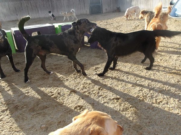 Dog daycare