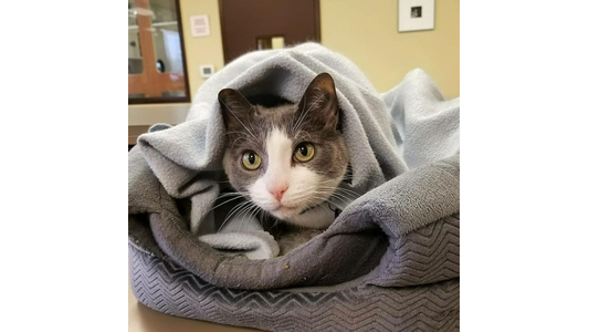 gray cat