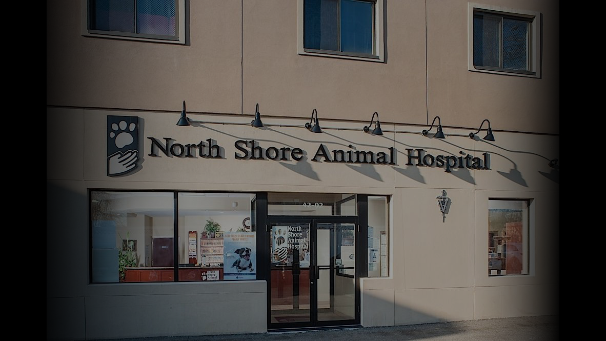 Front exterior of North Shore Animal Hospital with a glass door entrance and large windows, featuring signage above the entrance.