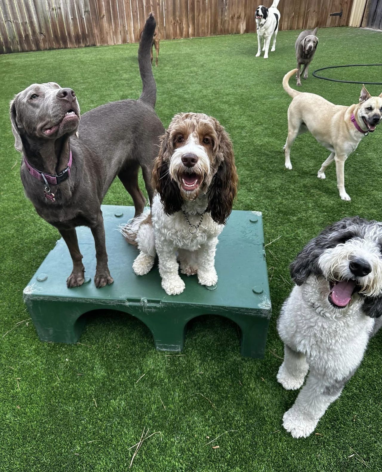 Smiling fluffy doodles and a silver Lab posing by a play platform outdoors