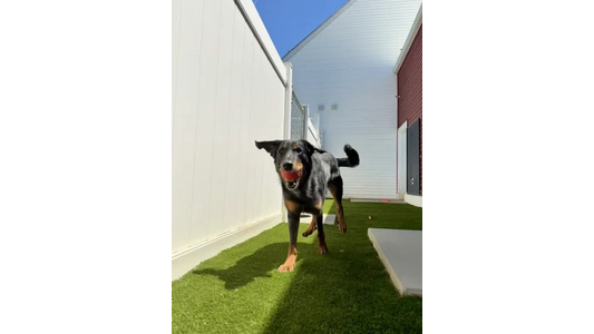 A black and brown dog joyfully runs toward the camera on green turf, holding a red ball in its mouth, surrounded by white and red buildings.