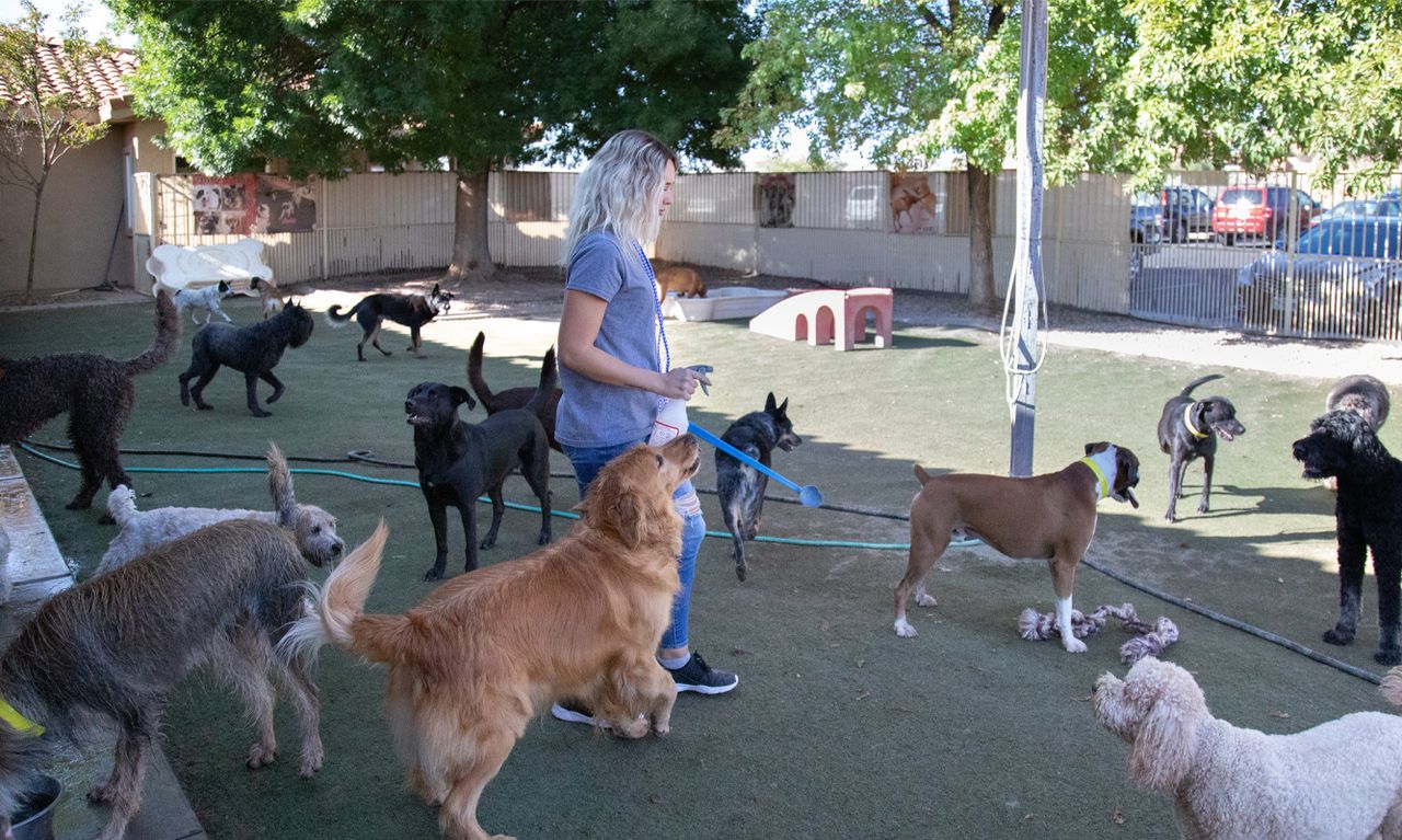 A woman standing in an outdoor dog daycare play area surrounded by a group of various dogs