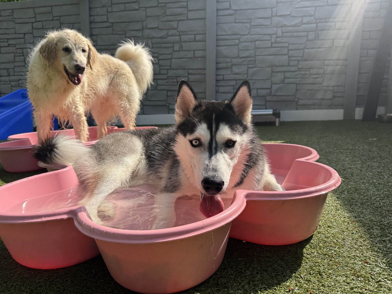 husky laying in pool