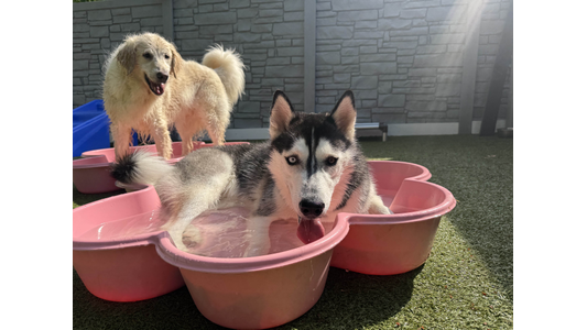 Husky cooling in a pink water tub; fluffy dog stands beside on grassy area, sunlight streaming in the background.