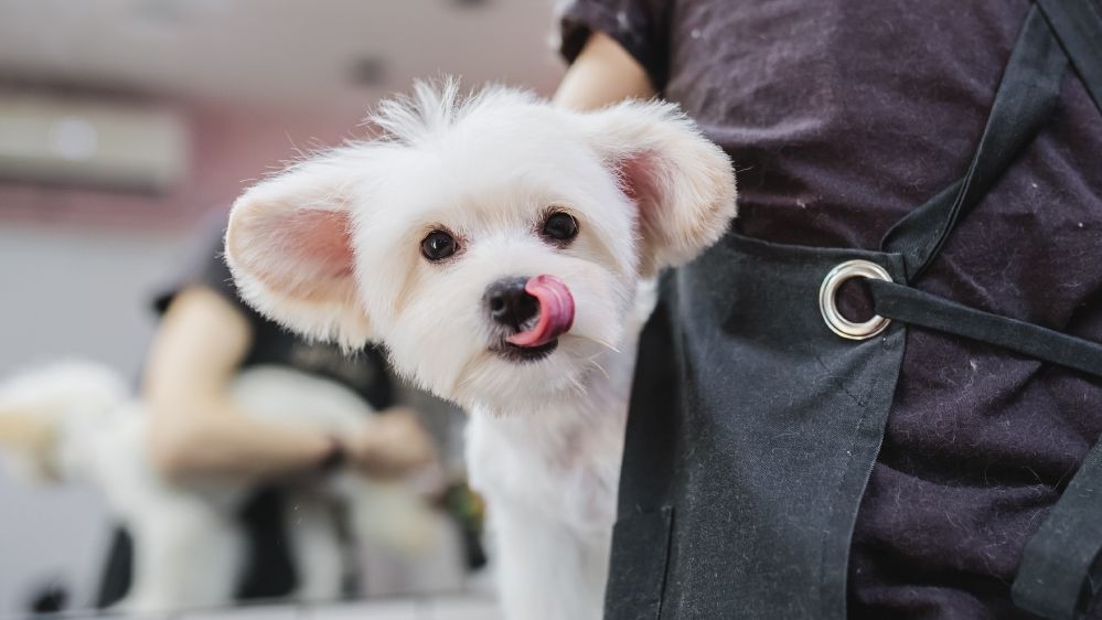 Fluffy white dog with large ears and pink tongue out, standing beside a person in dark clothing, likely at a grooming salon.