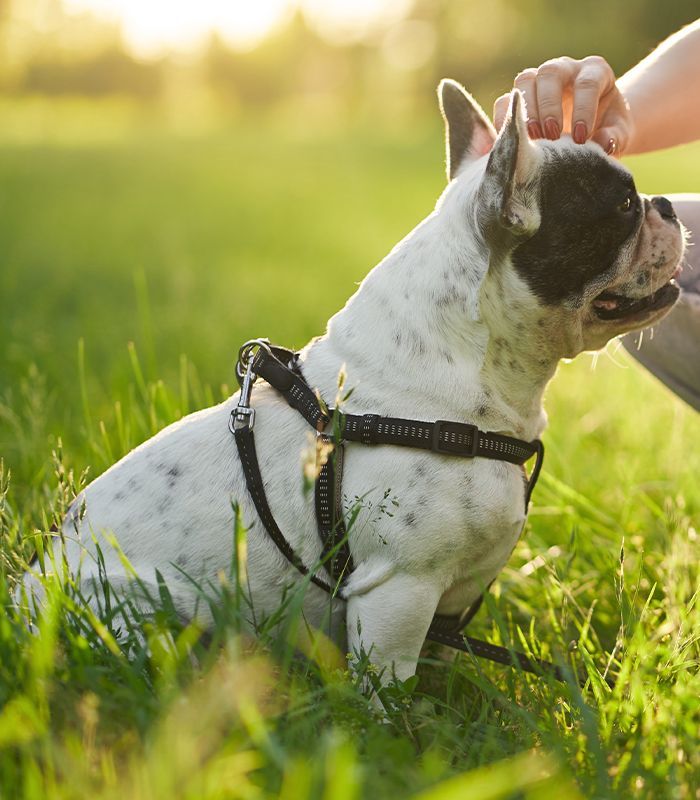 A black and white French bulldog wearing a harness sits on grass while being petted, with sunlight in the background.