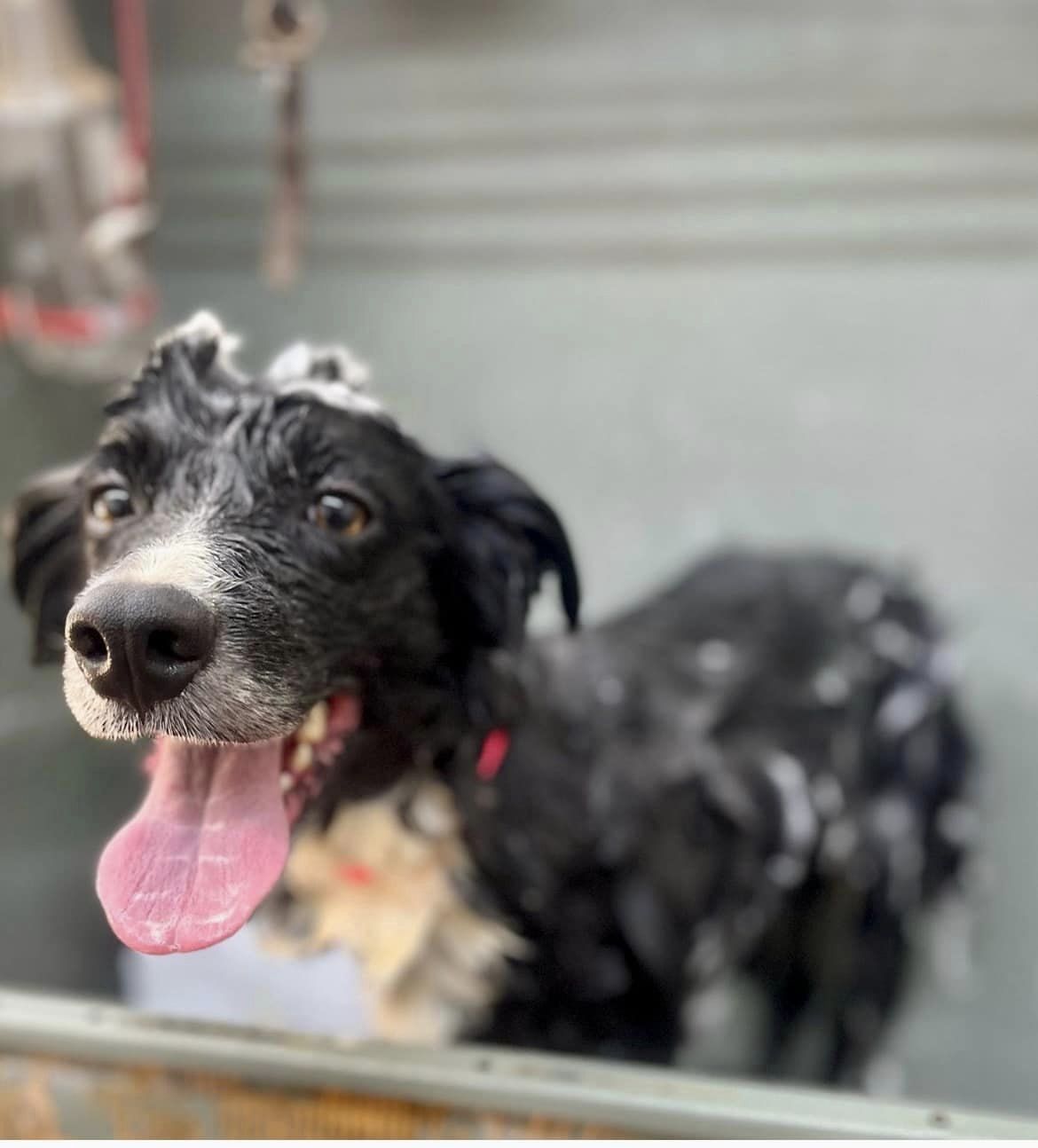 Wet black and white dog with soap suds on its fur, standing in a tub, looking at the camera with its tongue out.