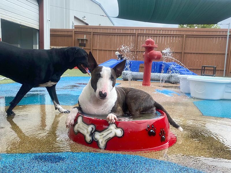 Two dogs are playing in a colorful outdoor water park area, with one sitting in a red dog bowl and the other standing nearby under a shaded area.