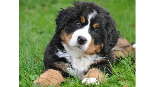 private dog training