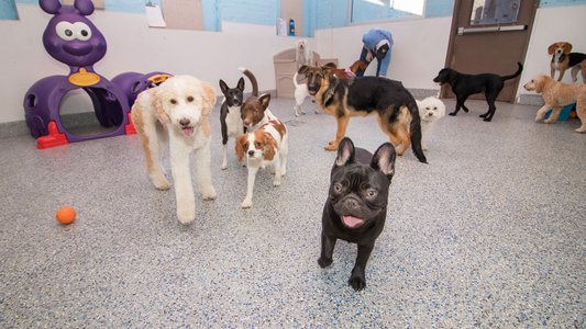 A group of various dog breeds play indoors on a speckled floor. A person is seen in the background, and colorful dog equipment is visible.