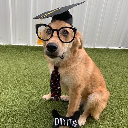 A dog wearing a graduation cap, glasses, and a tie sits on grass with a toy that says "Did It!"