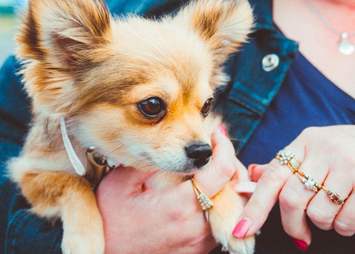 A small fluffy dog with large ears is being held by a person wearing rings and a denim jacket.