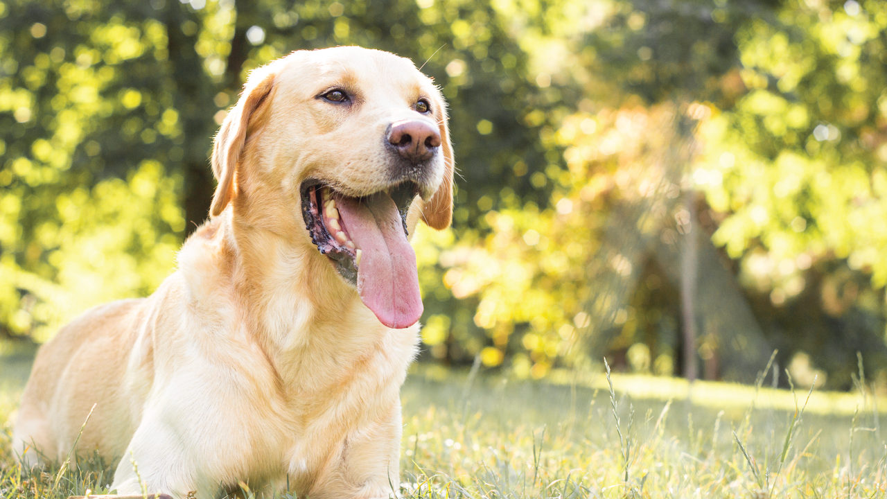 Golden retriever lying on grass, panting with its tongue out, in a sunlit park with green trees in the background.