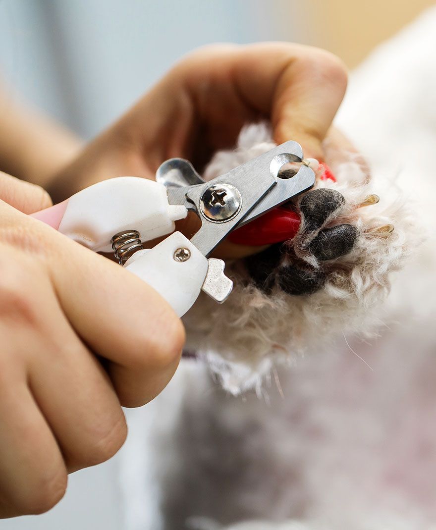 Person clipping a dog's nails with white nail clippers, focusing on the paw and clippers.
