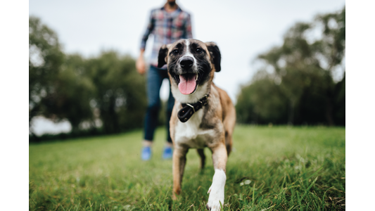 A happy dog with a collar walks towards the camera on a grassy field, with a person in a plaid shirt and jeans in the background.
