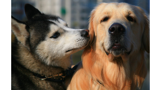 two dogs
