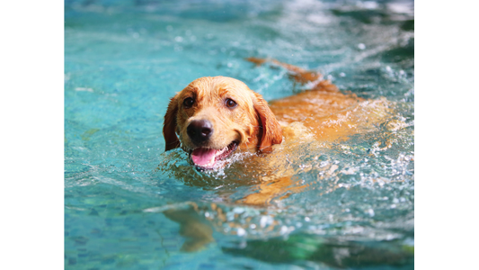 A happy golden retriever swimming in a clear blue pool, creating small splashes of water around it.