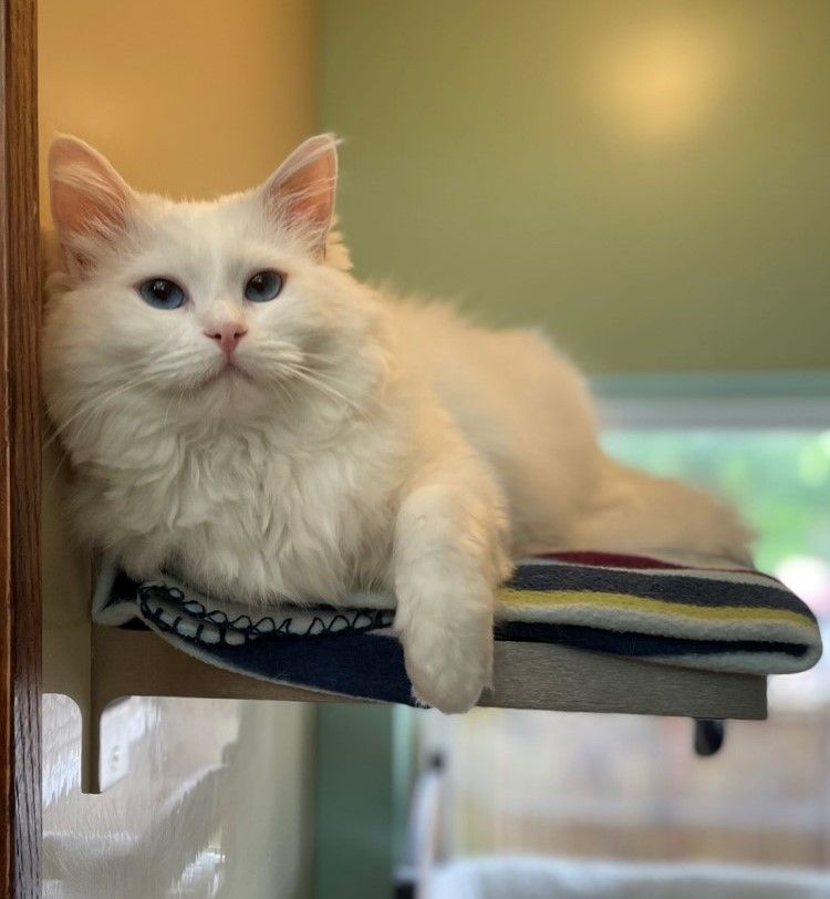Fluffy white cat with blue eyes lounging on a shelf with a striped blanket, looking content.