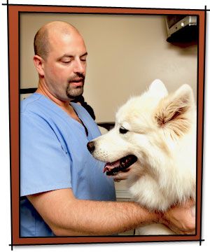 A man in blue scrubs gently examines a fluffy white dog, who appears calm and content in a veterinary office.