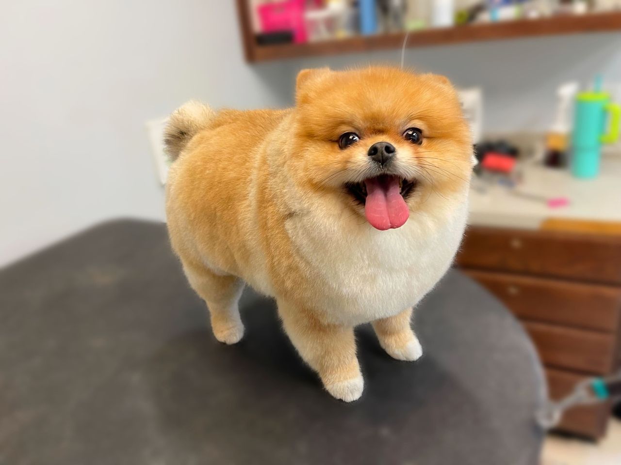 Fluffy Pomeranian with a freshly groomed coat and a happy expression, standing on a grooming table.