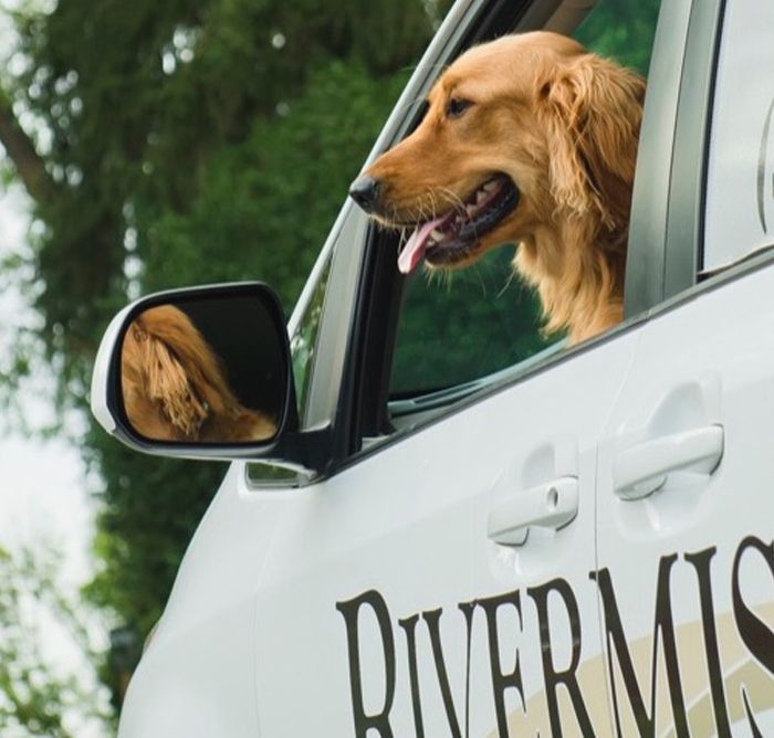 Golden retriever with its head out of a car window, looking content. The car has "RIVERMIS" partially visible on its side.
