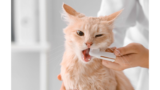 Veterinary team performing a dental exam on a cat at Town & Country Veterinary Hospital.