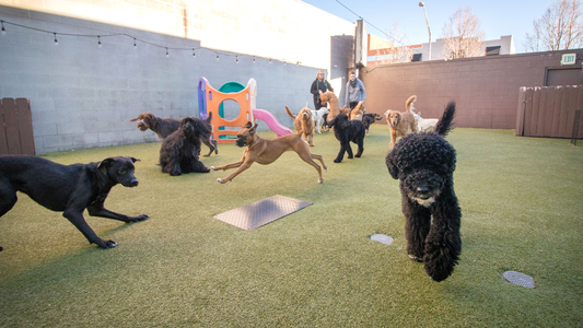 Several dogs play and frolic on a grassy area with a small slide. Two people watch them in the background.