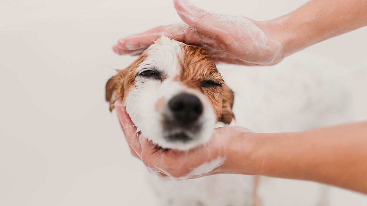 A small dog with brown and white fur is being gently washed with soapy hands, eyes closed, seeming relaxed in a bath.