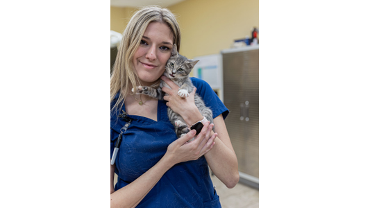 Browndog lodge staff cuddles a cat