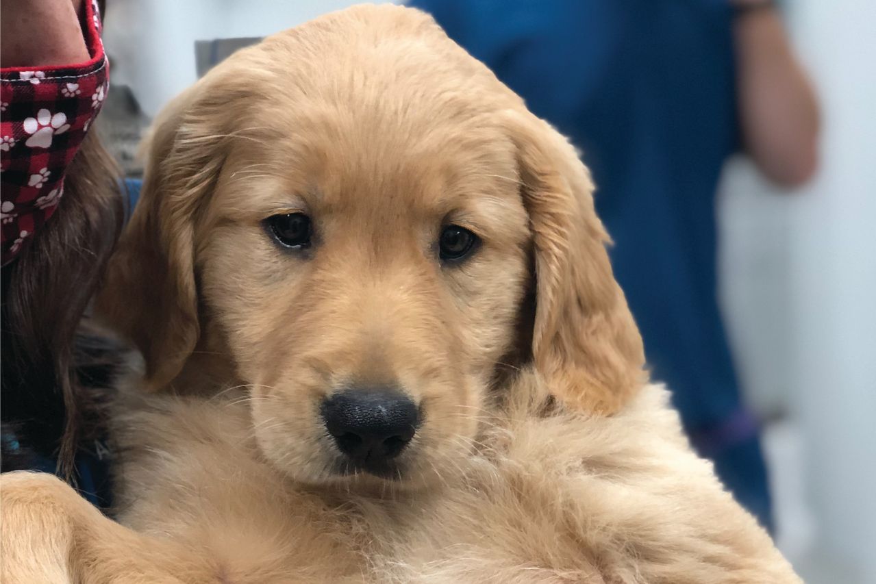 Golden retriever puppy being held, looking directly at the camera, with a person partially visible in the background.