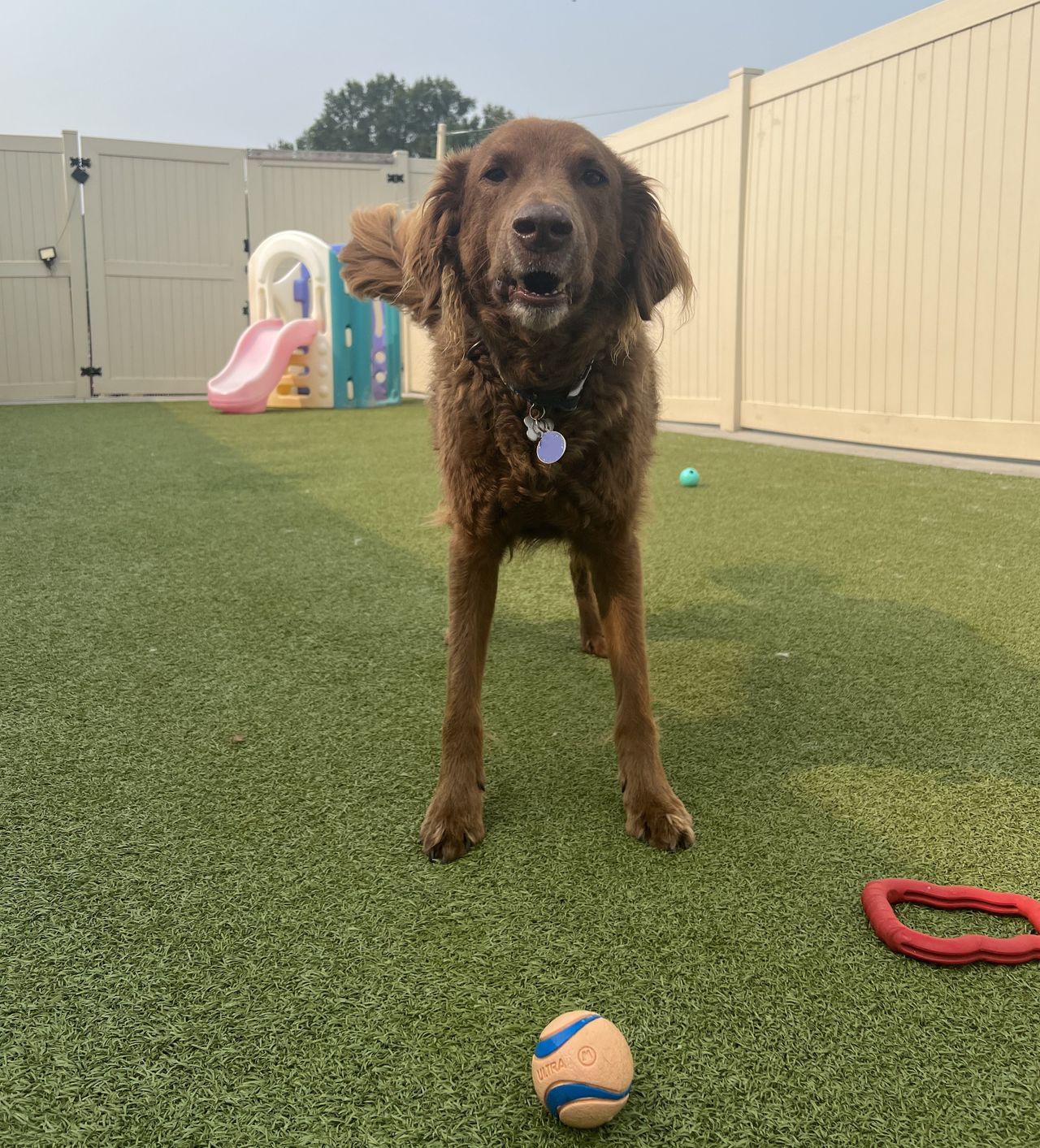 A brown dog standing on artificial grass in a dog daycare play yard with a fetch ball in the foreground