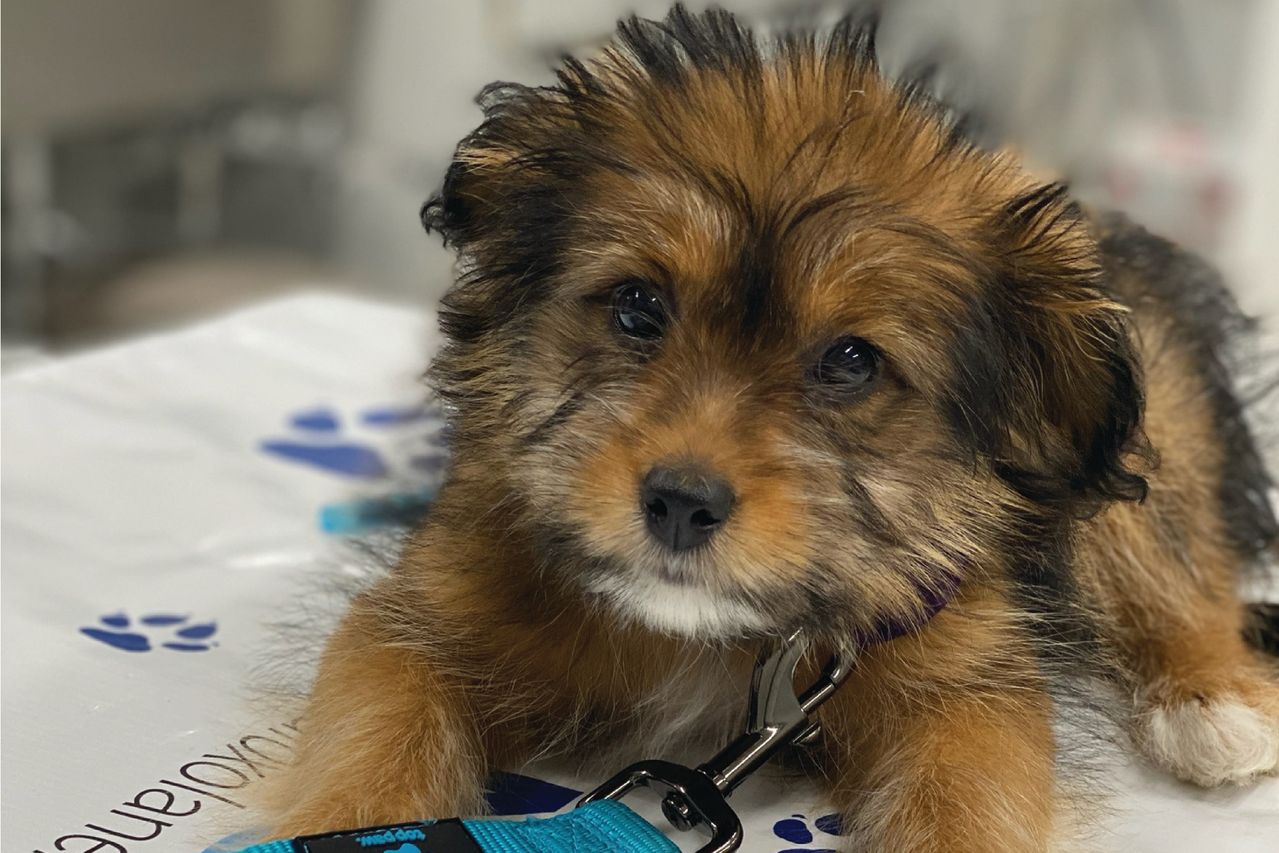 Fluffy brown and black puppy with a curious expression lies on a white surface with blue paw prints.
