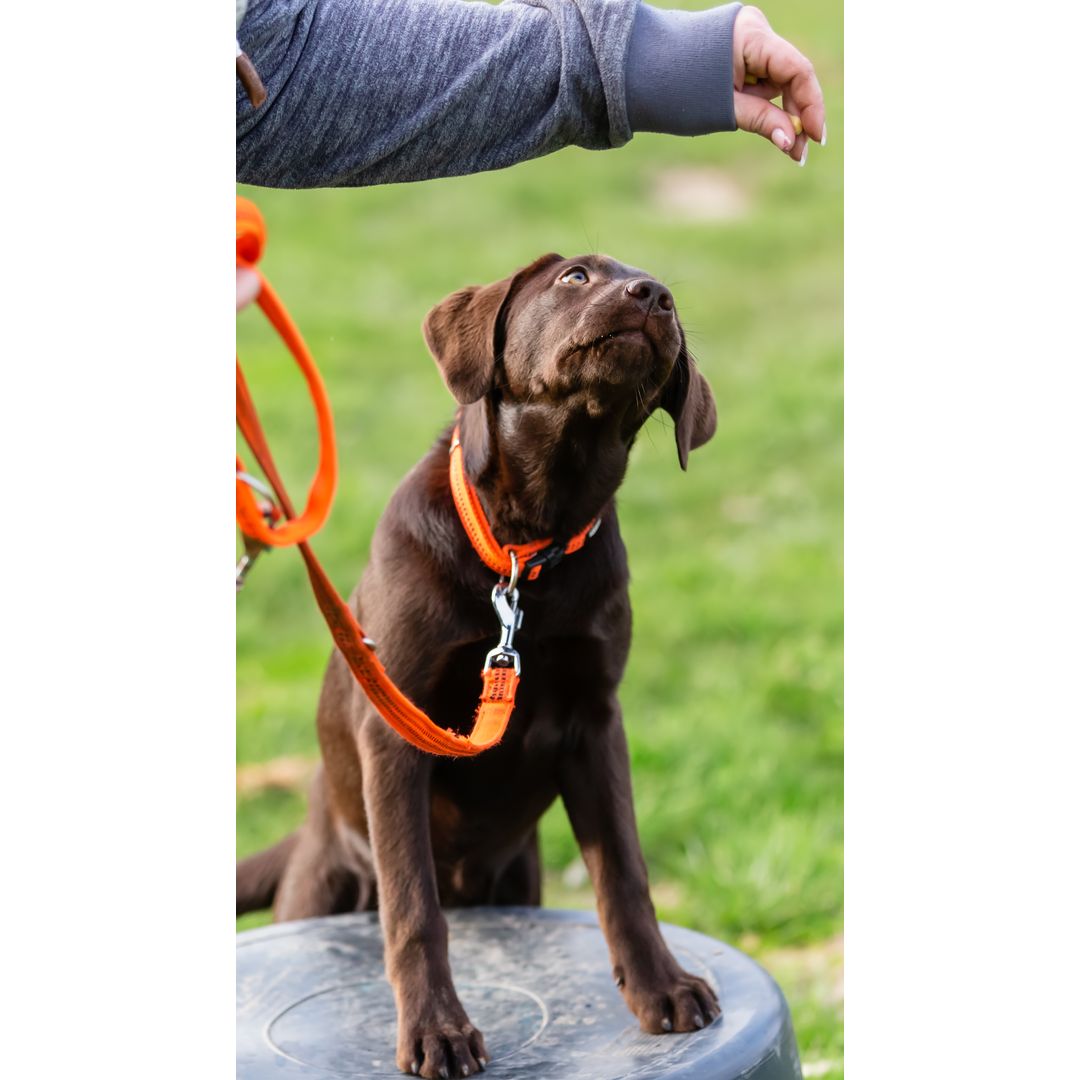 Chocolate Labrador puppy with an orange leash sits on a surface, looking up at a person’s hand against a grassy background.