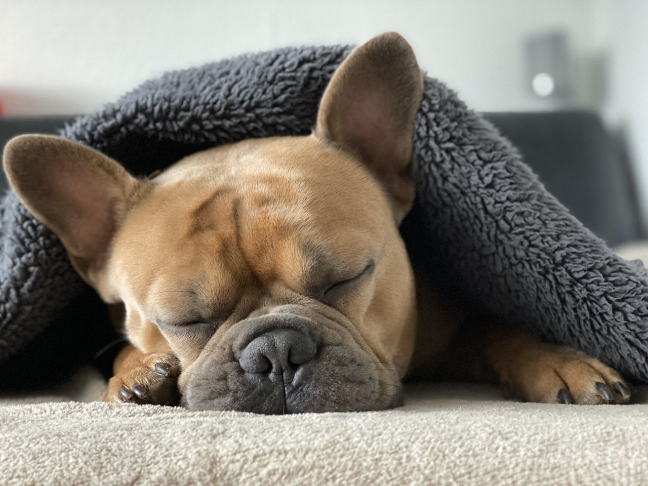 Brown French Bulldog sleeping under a gray blanket, with ears perked up.