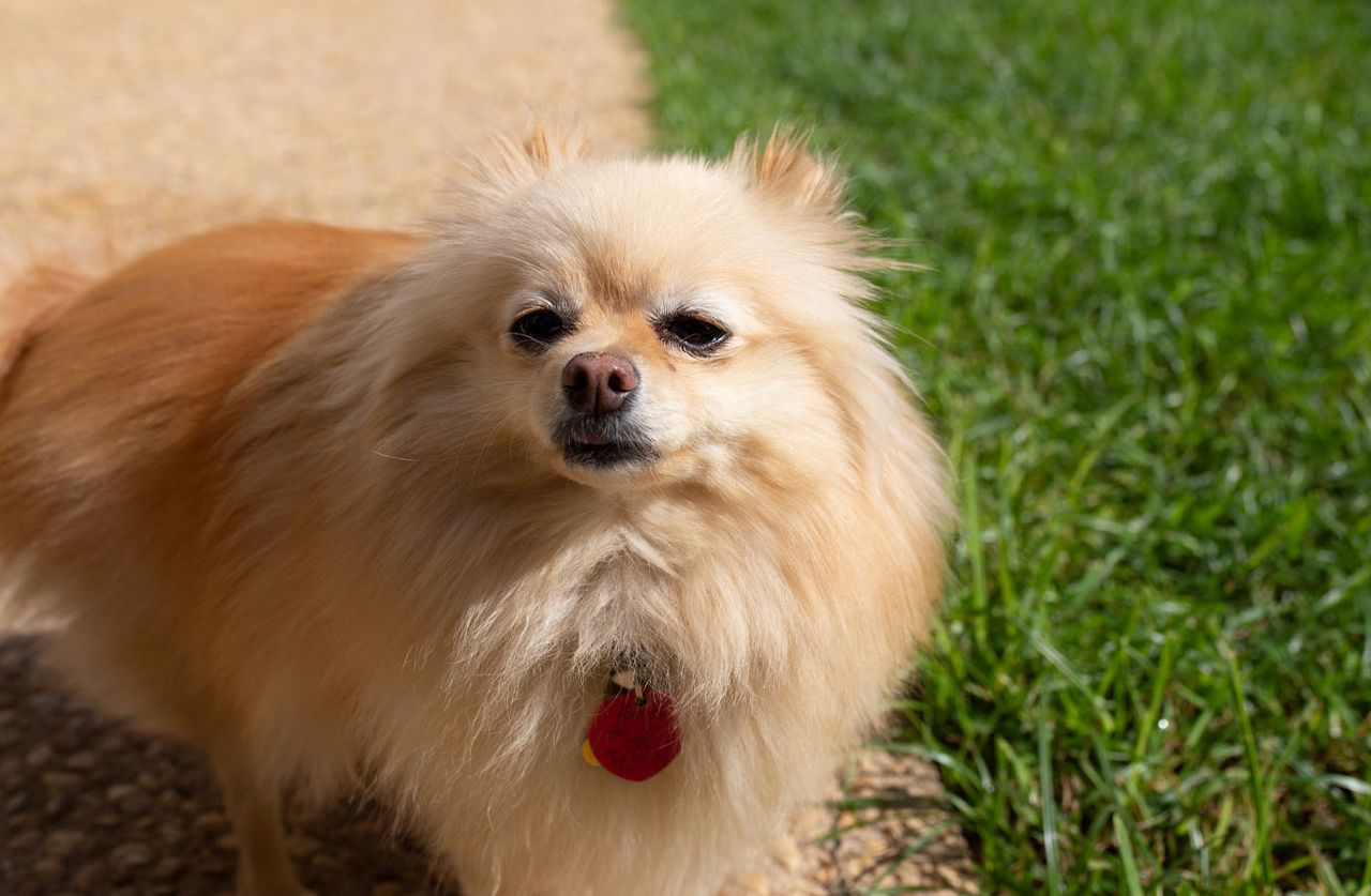 A fluffy, cream-colored Pomeranian dog standing outdoors on a paved surface next to green grass