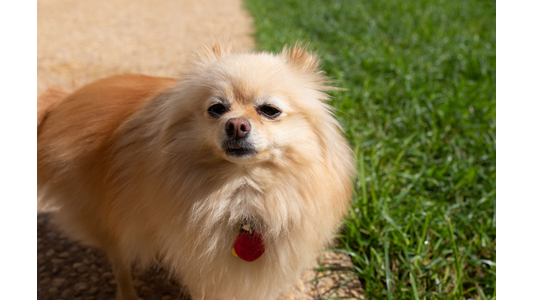 A fluffy, light brown Pomeranian dog wearing a red collar tag standing outdoors on a pathway next to green grass at the Stone Oak Veterinary Clinic