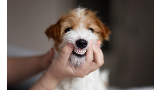 A small white and brown dog with its mouth gently pulled into a wide smile by a pair of hands.