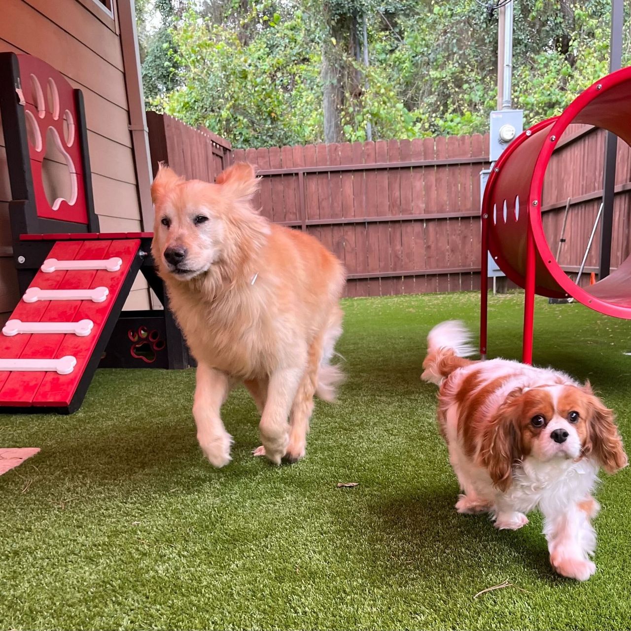 Two dogs playing outdoors on artificial grass; a fluffy golden dog and a smaller white and brown spaniel near a play structure and tunnel.
