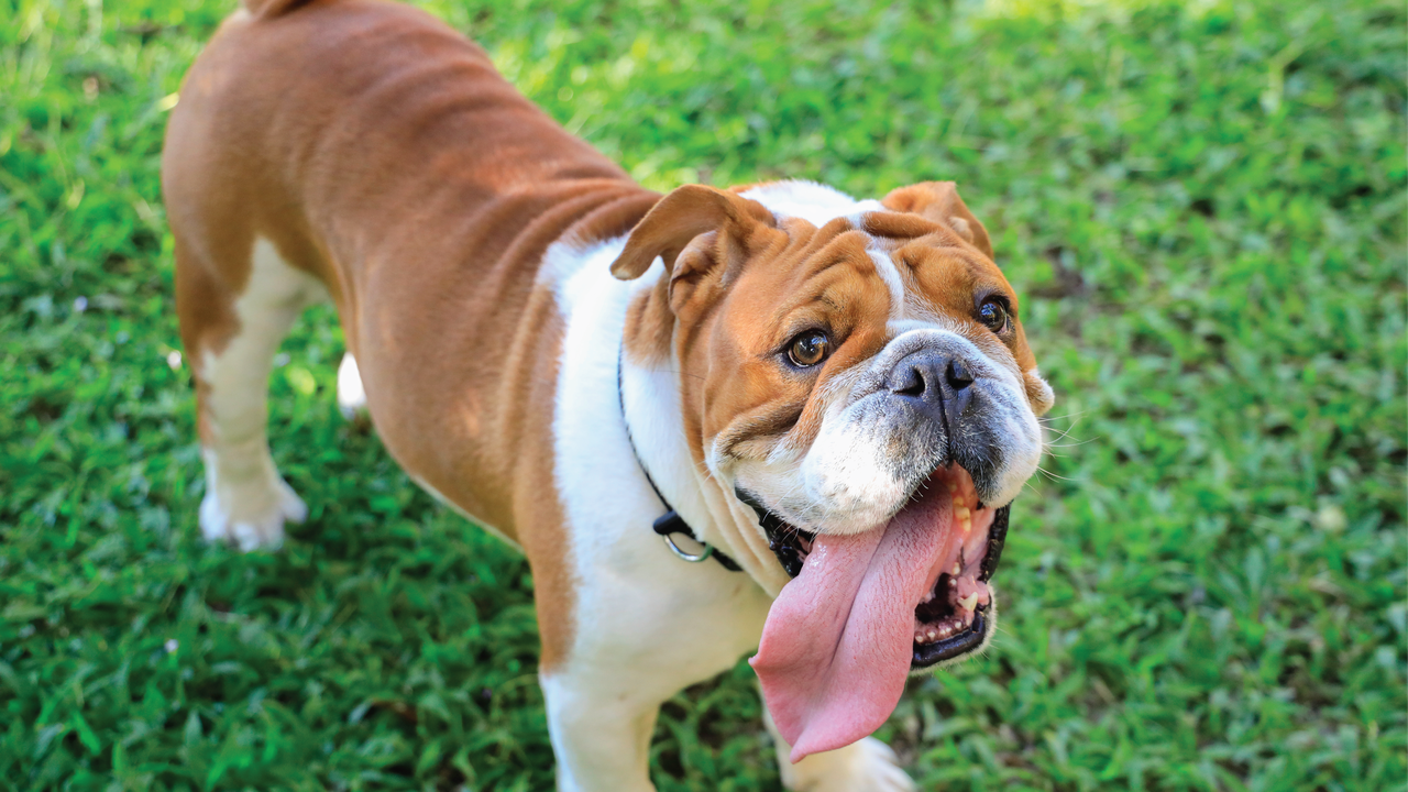 A brown and white bulldog with a large tongue hanging out, standing on green grass, looking up playfully.