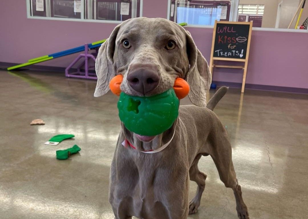 Gray dog holding a green toy with orange accents in its mouth, standing indoors on a polished floor, with a sign in the background.