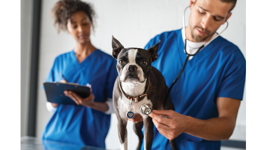 French bulldog being examined by veterinarian.