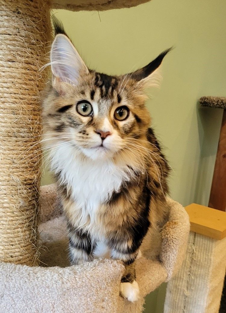 Cat on Fluffy tabby cat with tufted ears sitting on a cat tree, looking alert with wide eyes.