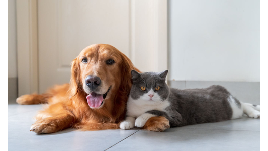 Golden retriever and gray-white cat lying on a tiled floor, looking content and relaxed.