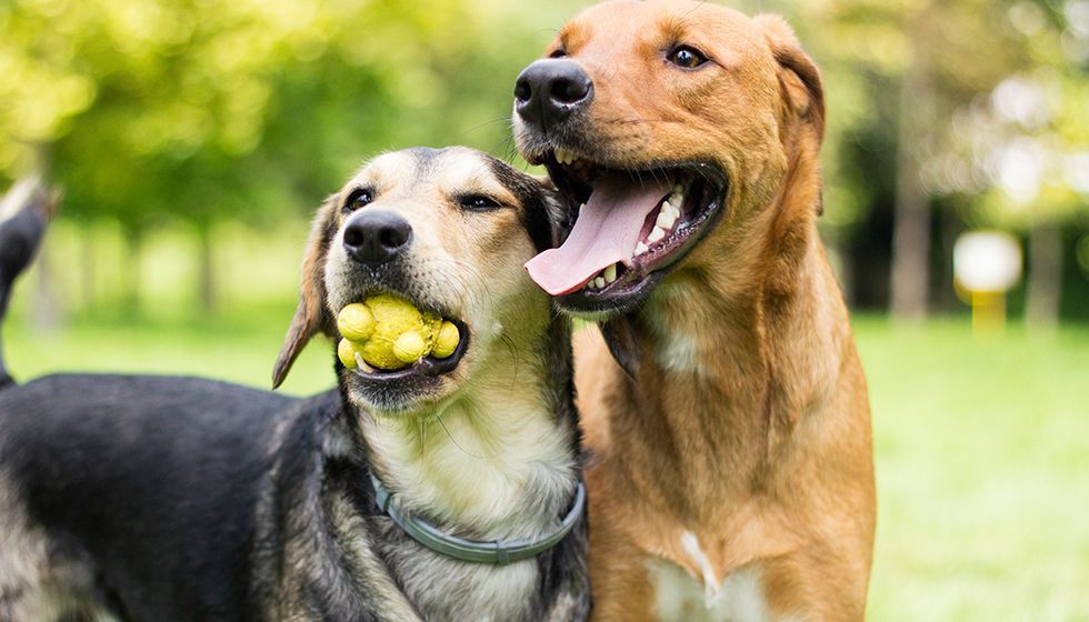 Two cheerful dogs playing together outdoors in a grassy park, one holding a yellow ball in its mouth while the other pants happily side by side