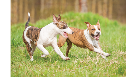 Brindle and white Bull Terrier and Staffordshire Terrier running and playing together in a grassy field